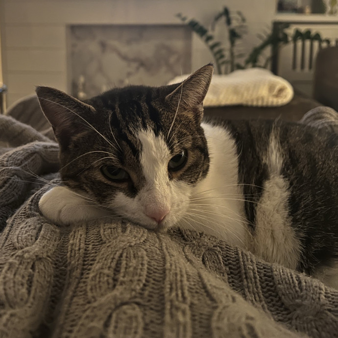 Compassionate Reliable Cat Care