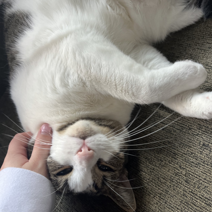 Compassionate Reliable Cat Care