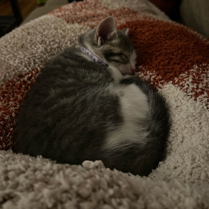Compassionate Reliable Cat Care