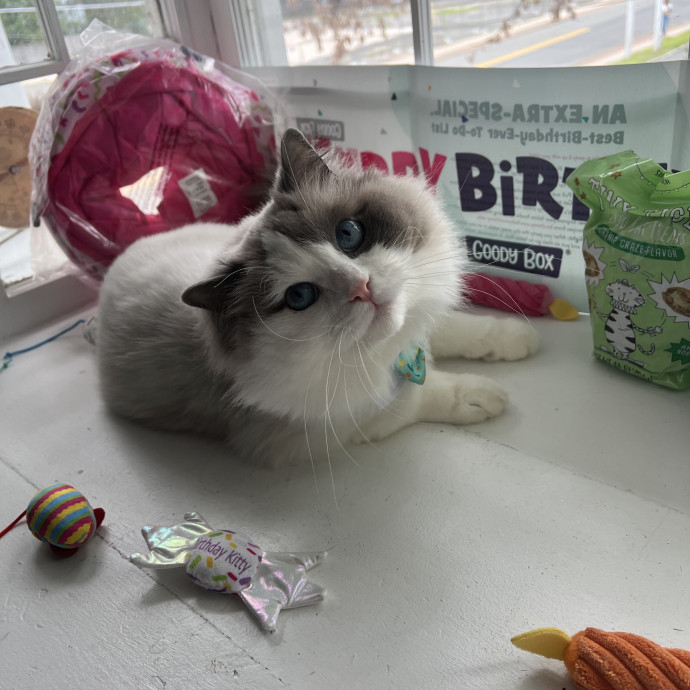 Compassionate Reliable Cat Care