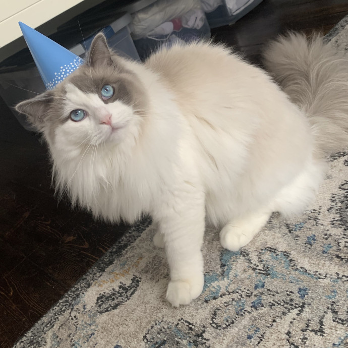 Compassionate Reliable Cat Care