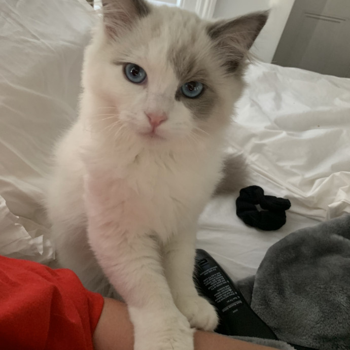 Compassionate Reliable Cat Care