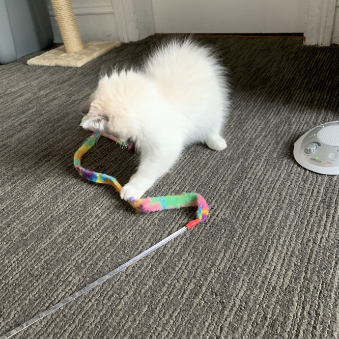 Compassionate Reliable Cat Care