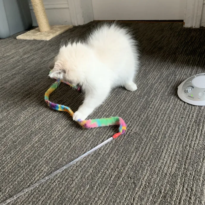 Compassionate Reliable Cat Care
