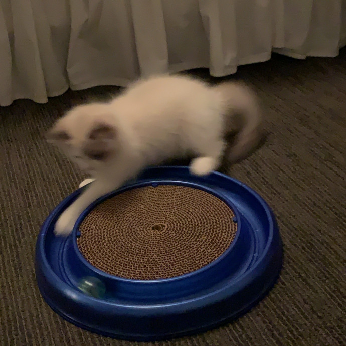 Compassionate Reliable Cat Care