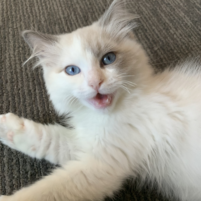 Compassionate Reliable Cat Care
