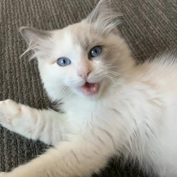 Compassionate Reliable Cat Care