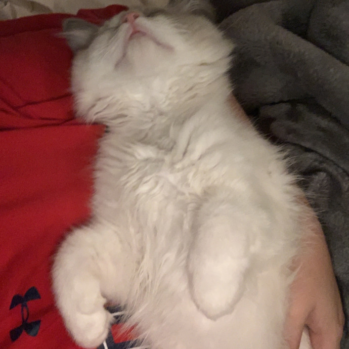 Compassionate Reliable Cat Care