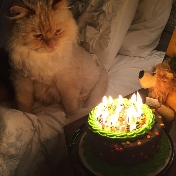 Compassionate Reliable Cat Care
