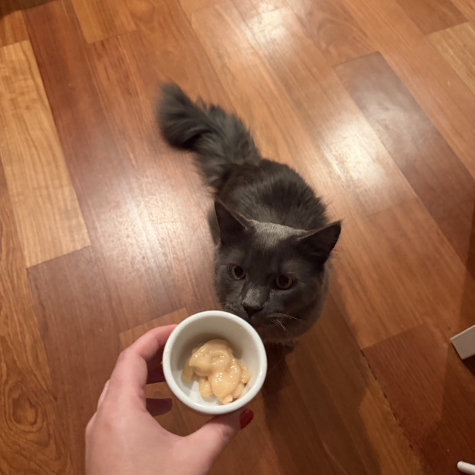 Compassionate Reliable Cat Care photo 3