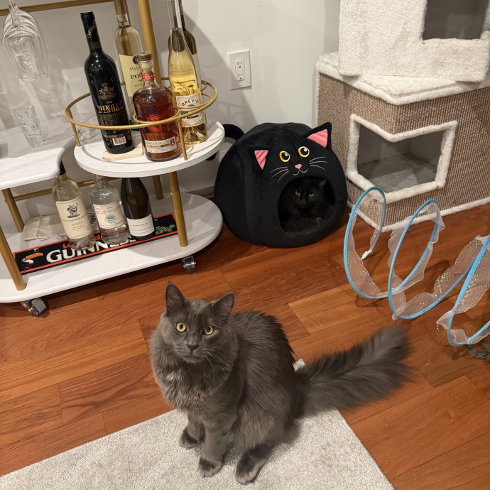 Compassionate Reliable Cat Care photo 2