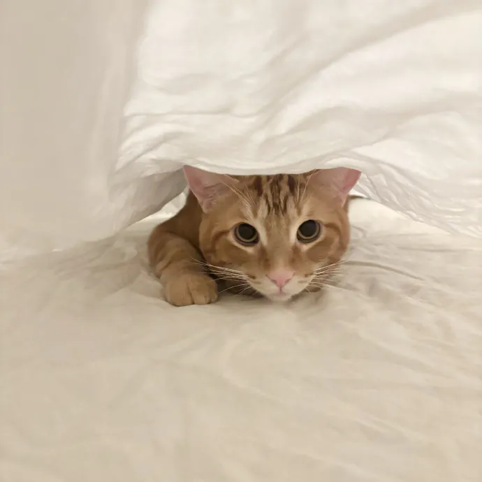 Ella D.