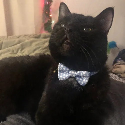 Purrfessional Cat Care