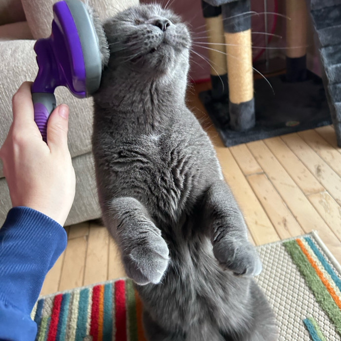 Purrfessional Cat Care photo 3