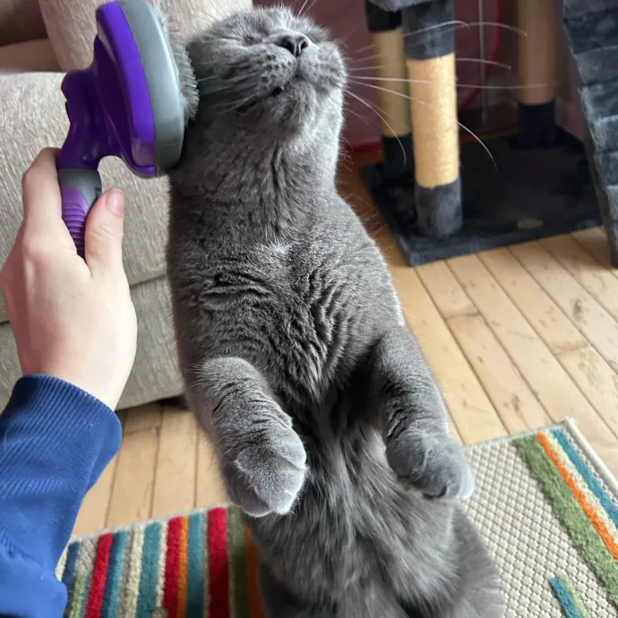 Purrfessional Cat Care photo 3