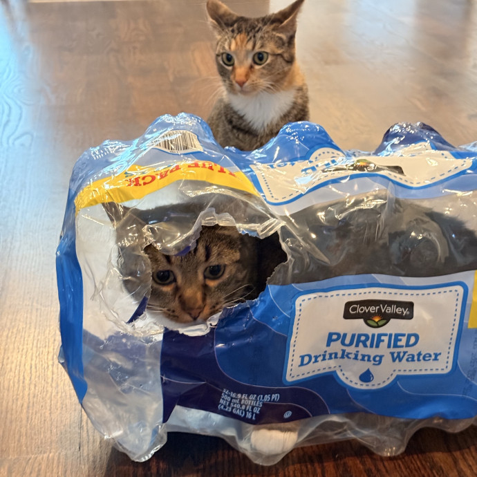 Your Cats New Favorite Human