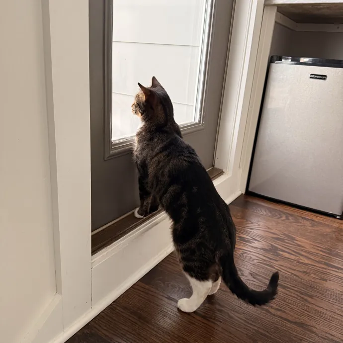 Your Cats New Favorite Human