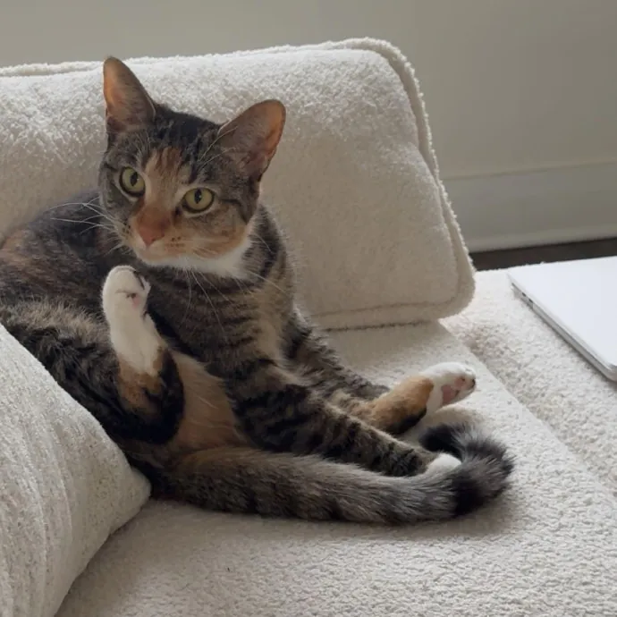Your Cats New Favorite Human