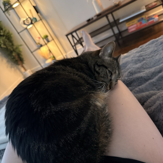 Your Cats New Favorite Human