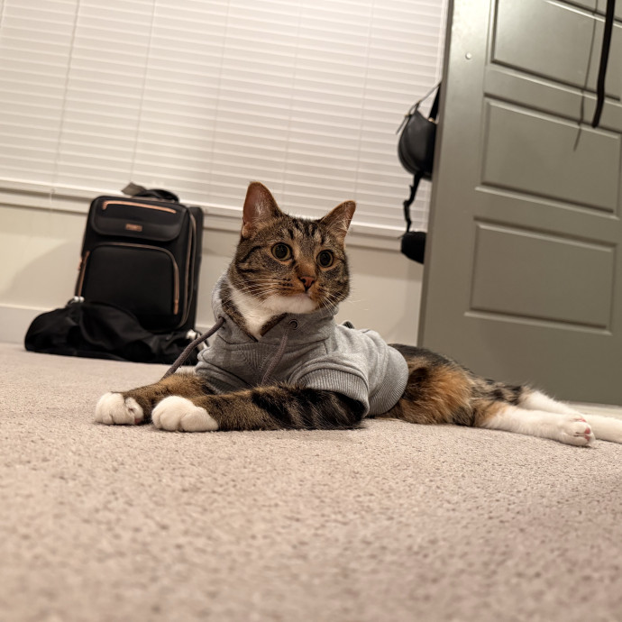 Your Cats New Favorite Human