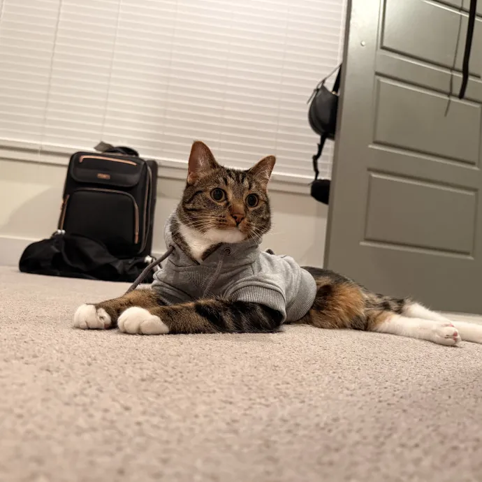 Your Cats New Favorite Human photo 4
