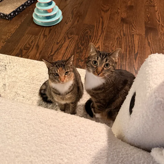 Your Cats New Favorite Human photo 2