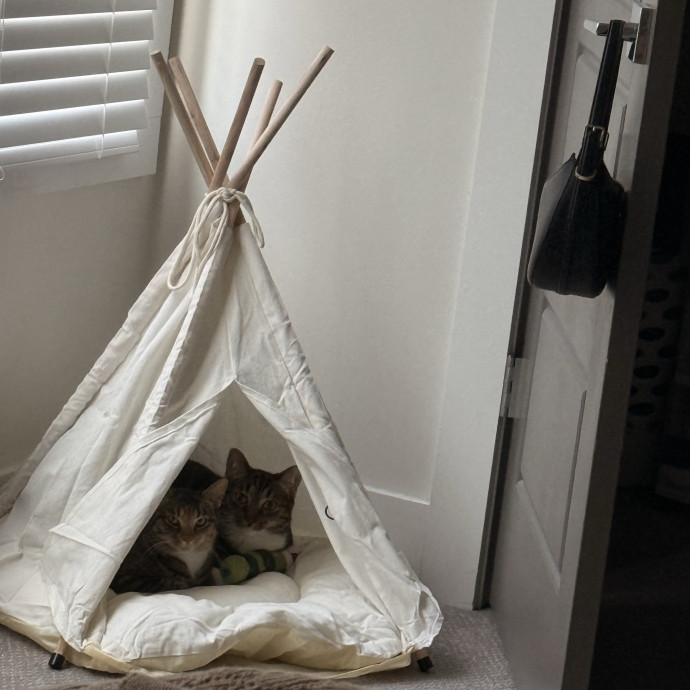 Your Cats New Favorite Human