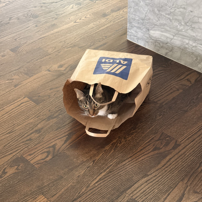 Your Cats New Favorite Human