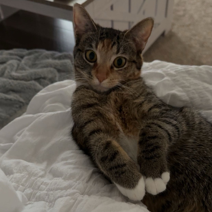 Your Cats New Favorite Human