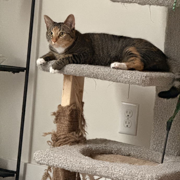 Your Cats New Favorite Human