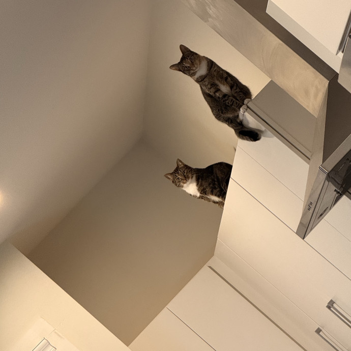 Your Cats New Favorite Human