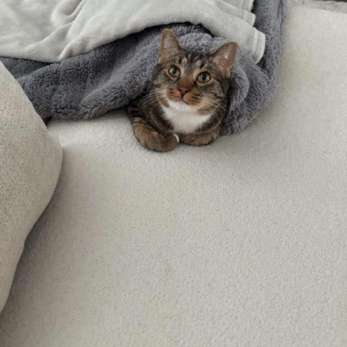 Your Cats New Favorite Human photo 2