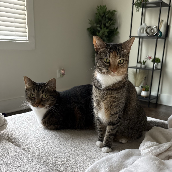 Your Cats New Favorite Human photo 2