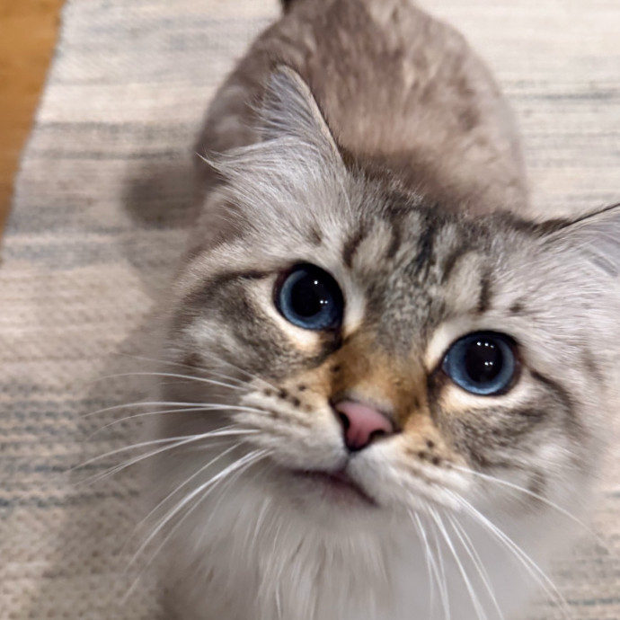 Reliable Cat Sitter