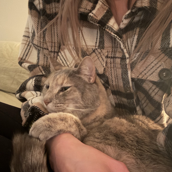 Reliable Cat Sitter