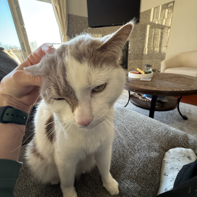 Reliable Cat Sitter