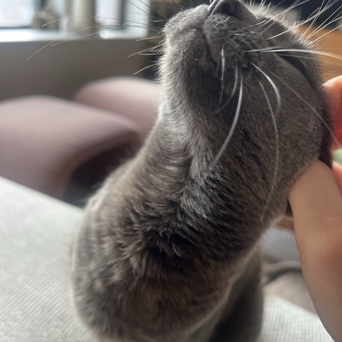 Reliable Cat Sitter