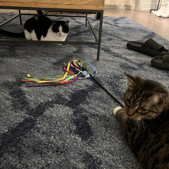 Reliable Cat Sitter