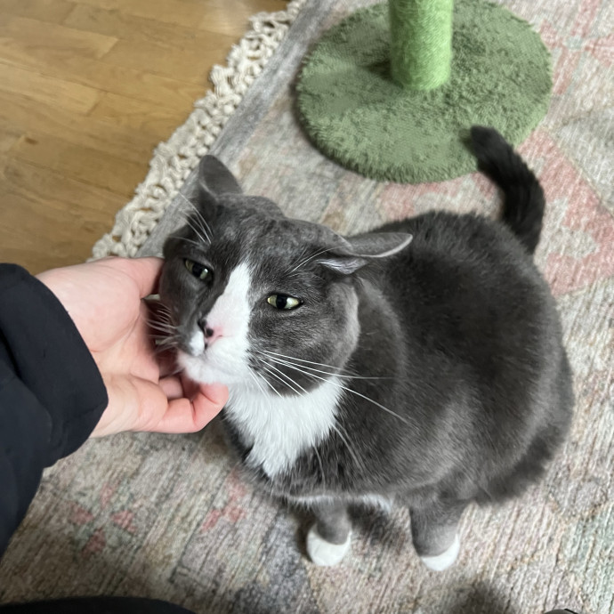 Reliable Cat Sitter photo 3