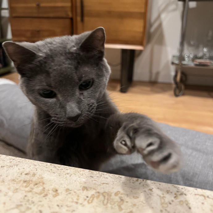 Reliable Cat Sitter photo 2