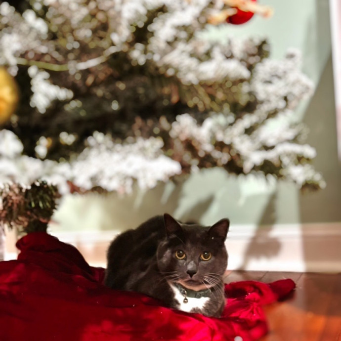 Safe Loving Cat Care - Stress Free Care photo 3