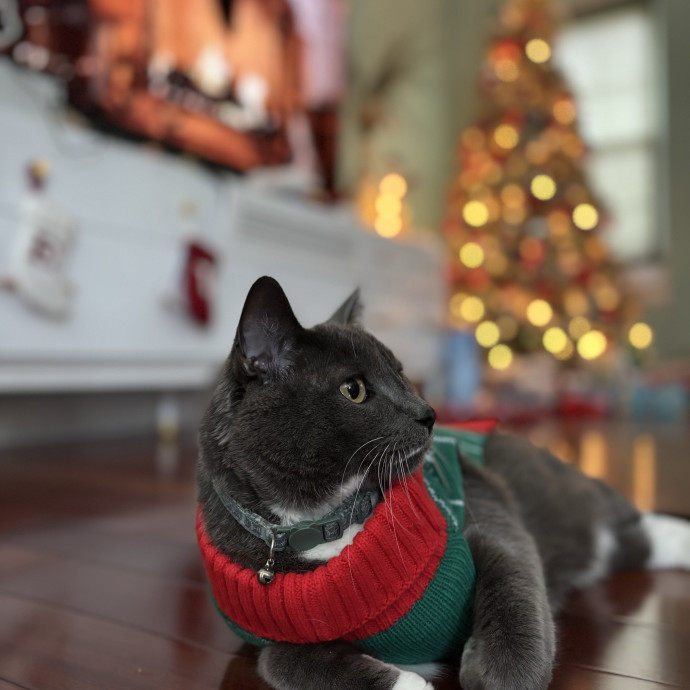 Safe Loving Cat Care - Stress Free Care photo 2