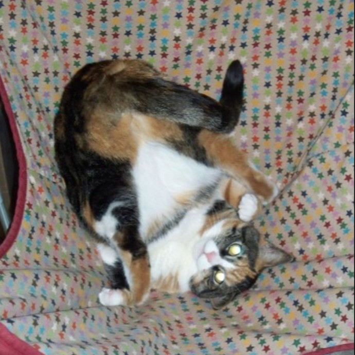 Amanda's Paw-Some Cat Care