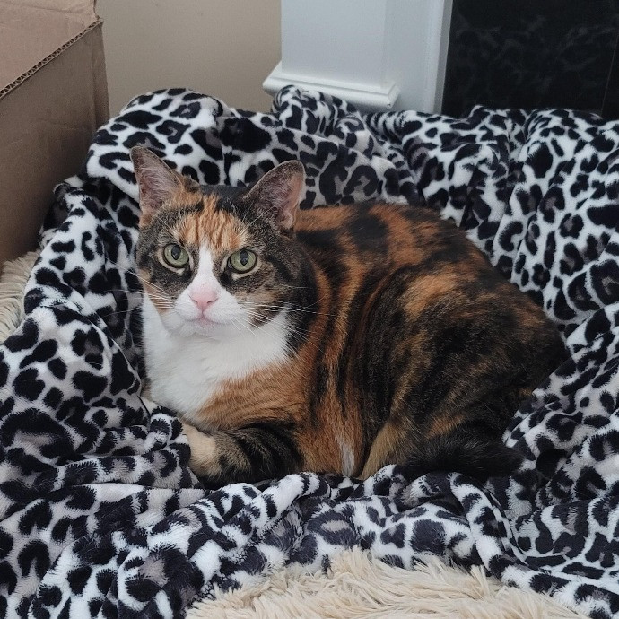 Amanda's Paw-Some Cat Care