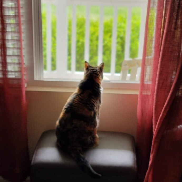 Amanda's Paw-Some Cat Care