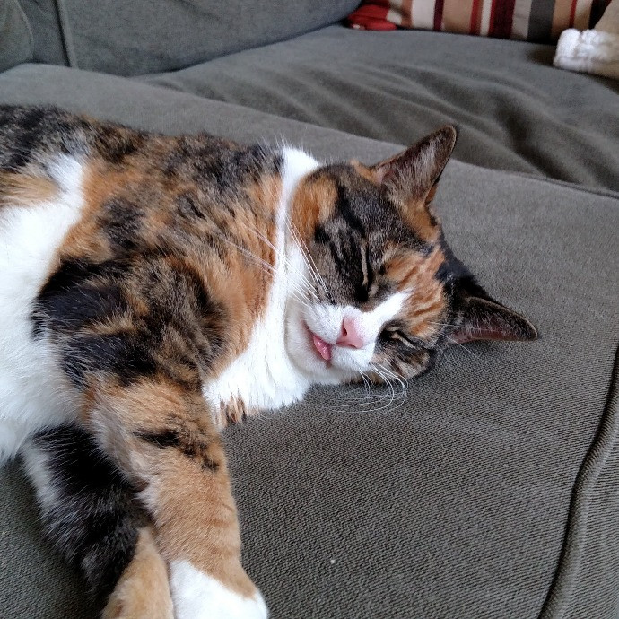 Amanda's Paw-Some Cat Care