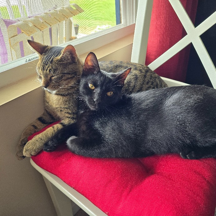 Amanda's Paw-Some Cat Care