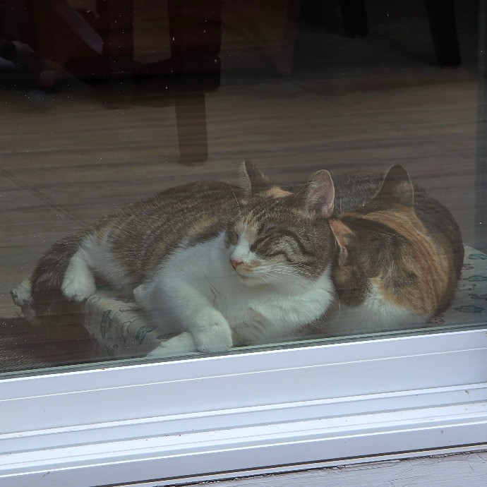 Amanda's Paw-Some Cat Care