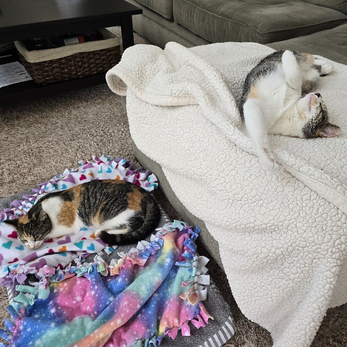 Amanda's Paw-Some Cat Care photo 3