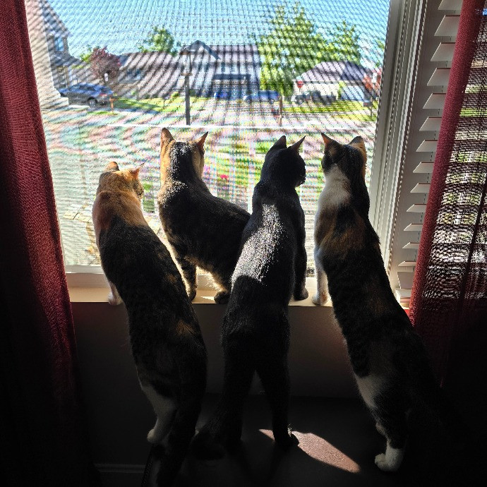 Amanda's Paw-Some Cat Care photo 2